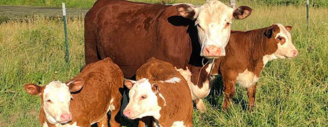 A Farm Registered Herefords and Belties